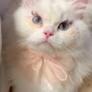 Meet your Posher, Grisel